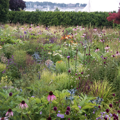 A dynamic summer meadow at Redstone Lane, where layers of Echinacea, Allium, and grasses create a vibrant seasonal tapestry.