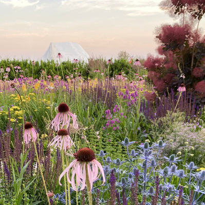 Echinacea pallida, Eryngium, and Salvia weave a dynamic tapestry, softening the structured backdrop at Redstone Lane.