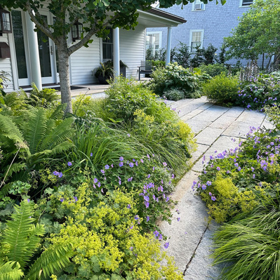 Reclaimed granite paths wind through lush plantings of Acanthus, Geranium, Alchemilla, and ferns, blending texture and seasonal color.