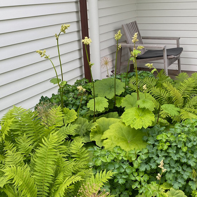 Astilboides tabularis, ostrich fern, and Aquilegia thrive in dappled shade, creating a lush, textural planting near the porch.