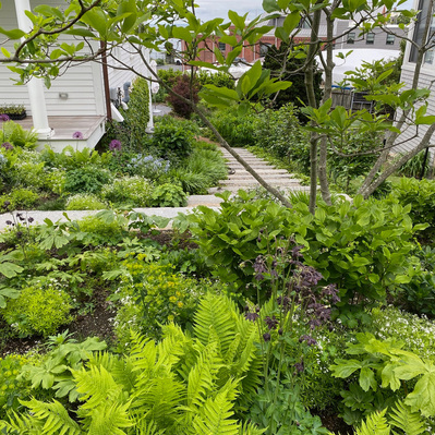 Lush layers of ferns, Podophyllum, and perennials frame granite steps, creating a seamless transition between garden and home.