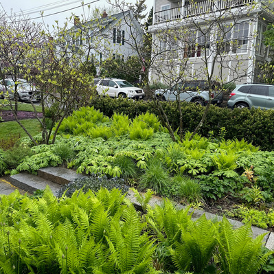 Layered plantings of ferns, Podophyllum, and grasses soften granite steps, creating a dynamic woodland-edge composition.