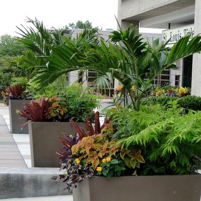 Lush planters with palms, bromeliads, ferns, coleus, lantana, and tradescantia create a tropical display at St. Louis Title.