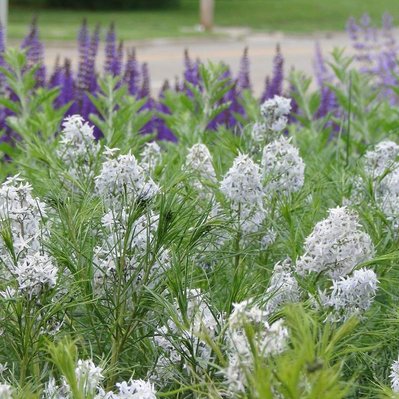 Amsonia hubrichtii and deep purple Salvia create a striking early summer contrast with fine-textured foliage and airy blooms.