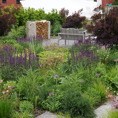 Salvia, Geum, and Allium weave through a meadow planting, with smokebush adding depth and structure to this seasonal landscape.