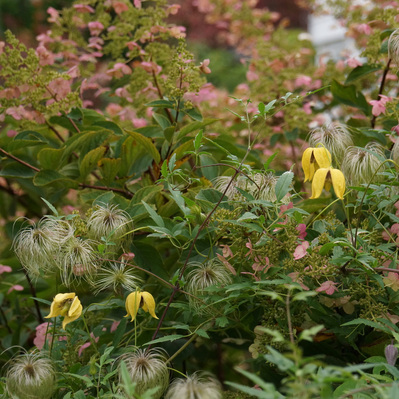 Clematis ‘Bill Mackenzie’ weaves through Hydrangea ‘Tardiva,’ its golden bells contrasting with pink bracts and feathery seed heads.