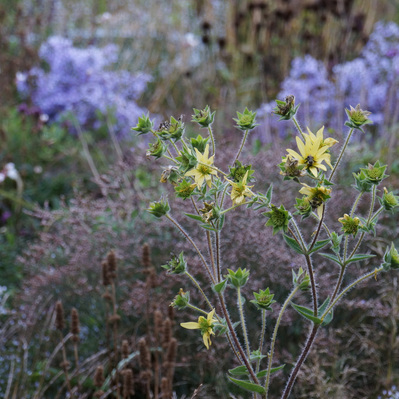 Silphium mohrii  catches the fading light, its yellow blooms standing out against the cool haze of asters and grasses.