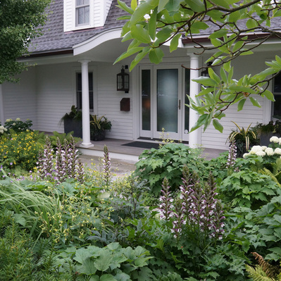 Acanthus, smooth hydrangea, ferns, and Geranium create a lush, layered entry garden, blending structure with seasonal softness.