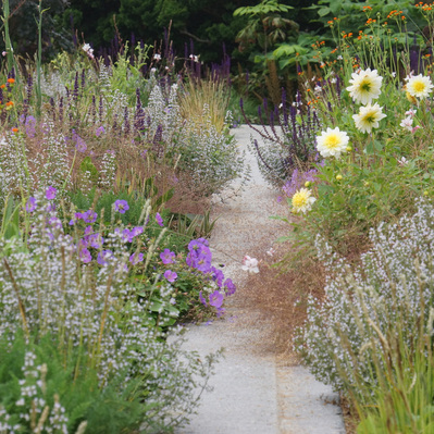 A soft, immersive planting of perennials and grasses envelops the garden path, balancing structured movement with seasonal spontaneity.