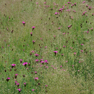 Briza media and Dianthus carthusianorum create a dynamic meadow, where airy grass movement contrasts with vibrant magenta blooms.