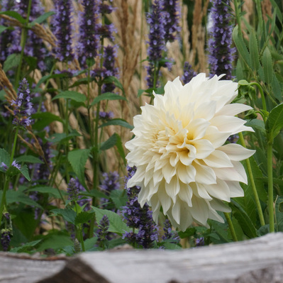 Café au Lait dahlia contrasts with Agastache and grasses, adding luminous softness to the late-season planting.