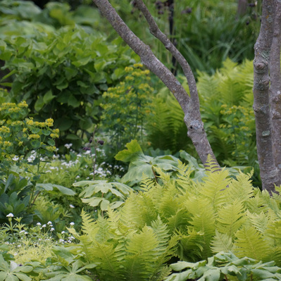 Layered woodland-edge planting with ferns, euphorbia, and underplantings, creating depth, texture, and seasonal interest at Redstone Lane.