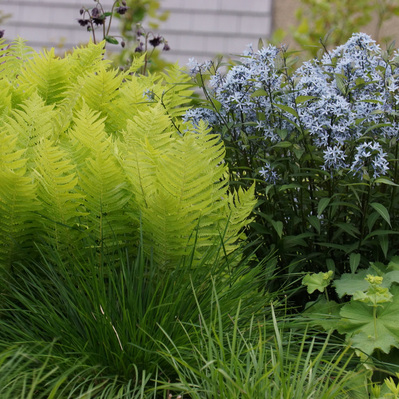Alliums, ferns, and Amsonia create a layered, seasonal display, blending structure and softness in this immersive entry garden.