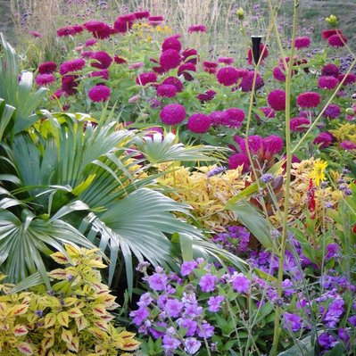Chinese fan palm, impatiens, zinnia, coleus, and celosia weave a dynamic tapestry of bold foliage and vibrant color in this lush composition.