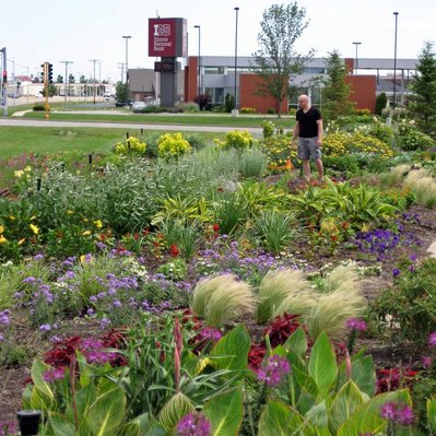 A dynamic composition of Canna, Allium, Stipa, and Verbena creates a bold, textural display in this high-impact commercial planting.