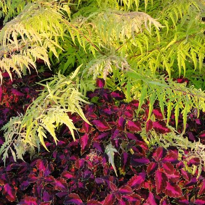 Tiger Eye Sumac’s fine golden foliage contrasts with deep burgundy coleus, creating a bold, dynamic composition of texture and color.