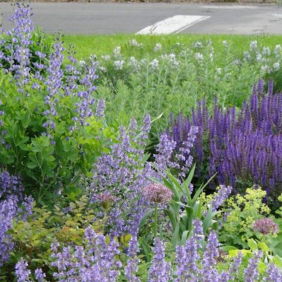 Layers of blue and purple from Baptisia, Salvia, Nepeta, and Allium create a lush, pollinator-friendly planting.