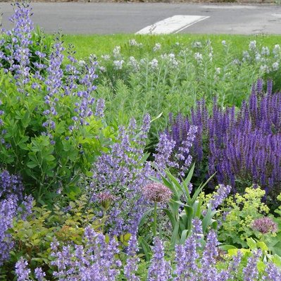 Layers of blue and purple from Baptisia, Salvia, Nepeta, and Allium create a lush, pollinator-friendly planting.