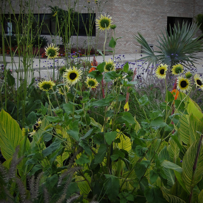 Italian White sunflowers rise above striped canna foliage, with Bismarck palm and Verbena bonariensis adding bold structure.