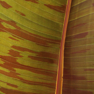 Close-up of a Musa ‘Siam Ruby’ banana leaf with striking green and burgundy variegation, showcasing its bold tropical texture.