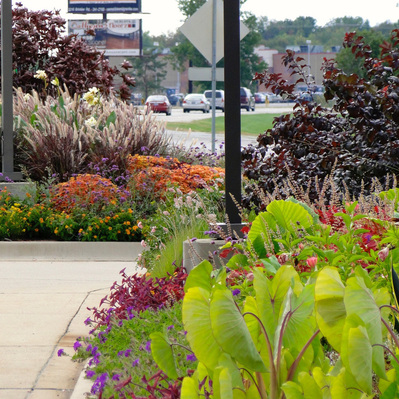 Colocasia, verbena, and ornamental grasses create a layered streetscape, blending bold foliage with seasonal bursts of color.