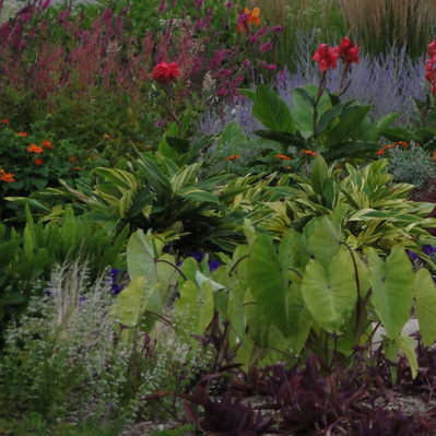 Canna lilies, variegated ginger, zinnias, and tradescantia blend with bold colocasia and airy grasses for a vibrant, layered display.
