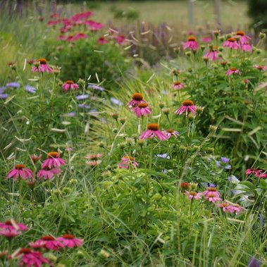 Echinacea ‘PowWow Wild Berry,’ Stoke’s aster, and grasses (Bouteloua ‘Blonde Ambition,’ Sesleria autumnalis) in a matrix style, naturalistic planting.