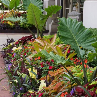 Lush tropical streetscape with Alocasia, Coleus, Impatiens, and bromeliads, creating a vibrant, layered planting display.