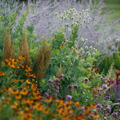 Helenium, Baptisia, and Eryngium contrast with airy Perovskia, creating a layered, late-season display rich in texture and movement.