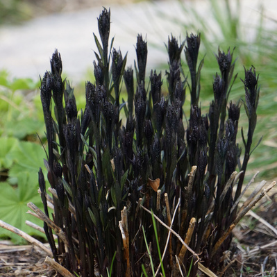 Emerging black stems of Amsonia 'Storm Cloud' provide dramatic early-season interest, contrasting with soft spring foliage.