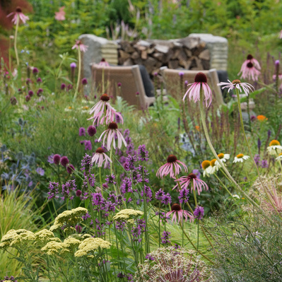 Echinacea pallida and Achillea anchor a layered meadow, weaving soft structure and seasonal rhythm into a dynamic, immersive planting.