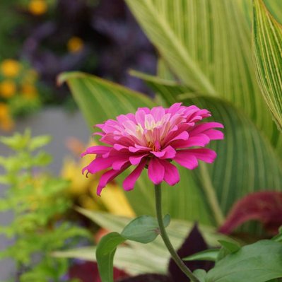 A vibrant pink Zinnia in full bloom, set against variegated Canna leaves, Coleus, and other mixed foliage in a container garden.