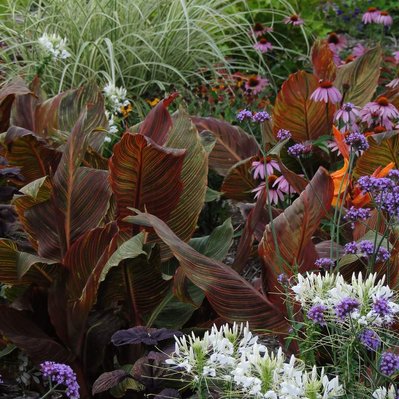 Canna 'Tropicana', cleome, verbena, and variegated grass create a bold, textural contrast with vibrant seasonal color.