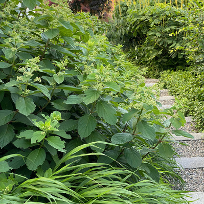 Tardiva hydrangea, bottlebrush buckeye, Hakonechloa, and smokebush create a layered, textural transition along a gravel path.