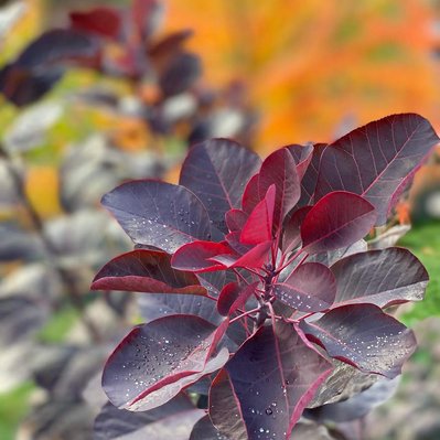Deep burgundy Cotinus foliage glows against fiery sumac in fall, highlighting rich seasonal contrasts in the garden.