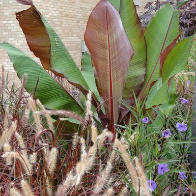 Red Abyssinian banana’s bold foliage contrasts with airy Pennisetum and purple Ruellia, creating a lush, dynamic composition.