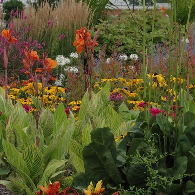 Variegated canna, croton, and bold tropical foliage weave through layers of rudbeckia, loosestrife, and grasses for a rich display.