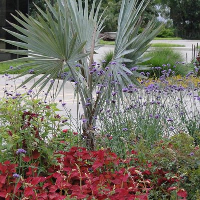 Bismarck palm’s silver fronds contrast with red coleus and airy Verbena bonariensis, creating a bold yet refined planting.
