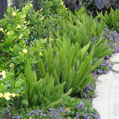 Foxtail fern, Allamanda, and Scaevola create a lush, textural planting, blending structure, softness, and vibrant hues.
