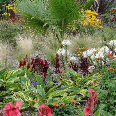 A striking mix of fan palms, variegated ginger, cleome, celosia, and canna lilies creates a lush, textural display with contrast.