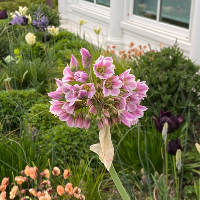 Allium tripedale blooms with delicate pink florets, adding height and contrast to a layered spring meadow of Geum and tulips.