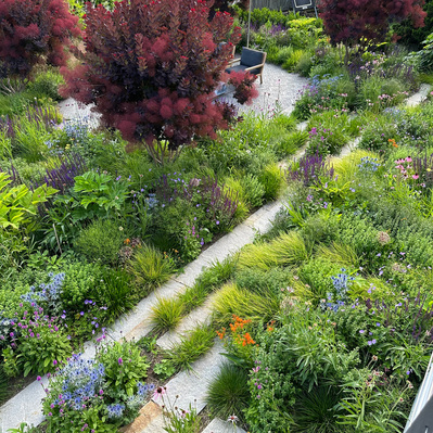 Lush naturalistic planting with granite paths weaves through a dynamic coastal garden, framed by deep-hued Cotinus and vibrant perennials.