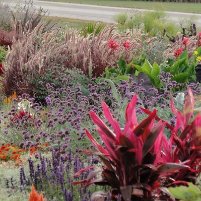 Pennisetum, Verbena bonariensis, Canna, Cyperus, and Cordyline create movement and contrast in this vibrant, layered planting composition.