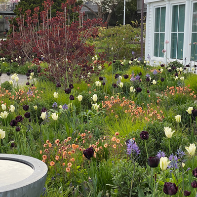 A dynamic spring meadow of tulips, Geum, and Camassia surrounds a modern water feature, blending structure with seasonal color.