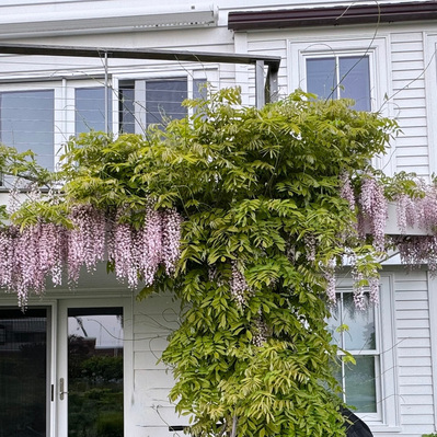 Wisteria ‘Pink Ice’ cascades over a balcony, its pale blush blooms softening the architecture and adding seasonal romance to the garden.
