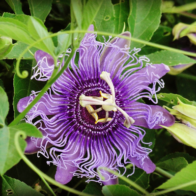Intricate purple passionflower (Passiflora) weaves through lush foliage, its exotic form evoking drama and botanical artistry.
