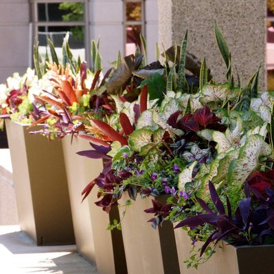 Lush modern planters with caladium, snake plant, purple heart, bromeliads, and cascading ivy against a neutral urban backdrop.