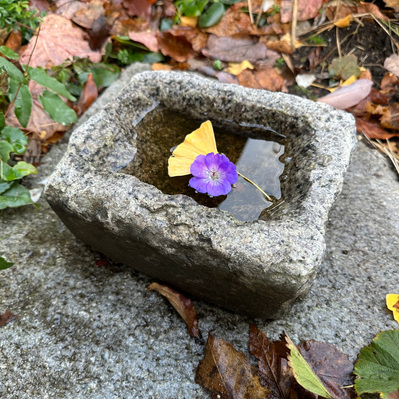 A weathered stone basin holds a ginkgo leaf and Geranium bloom, capturing the fleeting beauty of seasonal change in the garden.