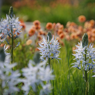 Pale blue Camassia blooms rise above a meadow of Geum, creating a soft yet dynamic interplay of color and texture in spring.