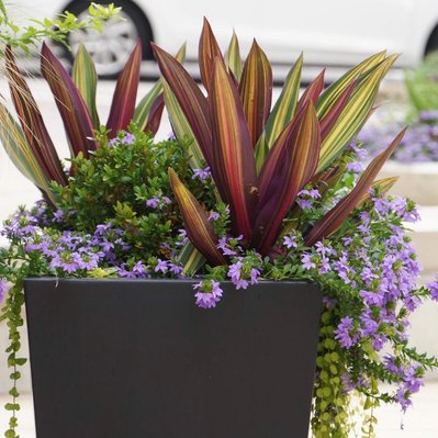 A black planter with variegated Tradescantia spathacea, boxwood, trailing greenery, and purple Scaevola flowers.